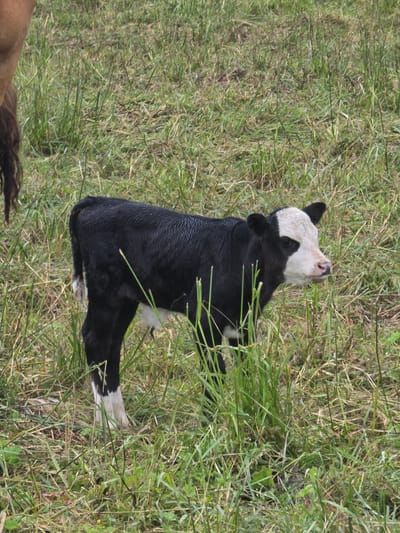 This is a media file depicting a young calf lying in tall green grass. The calf is predominantly black with a white face and white markings on its legs. The calf's head is tilted back, and its mouth is open, suggesting it might be mooing or panting. The surrounding environment is a grassy field with some patches of dry grass and scattered wildflowers. The lighting suggests it is daytime, possibly with bright sunlight. The image appears to have been taken outdoors in a rural setting. The background is filled with the dense green of the grass, with no other animals or human subjects visible. The file does not contain any visible text. The location context provided is Korvet, Russia.
