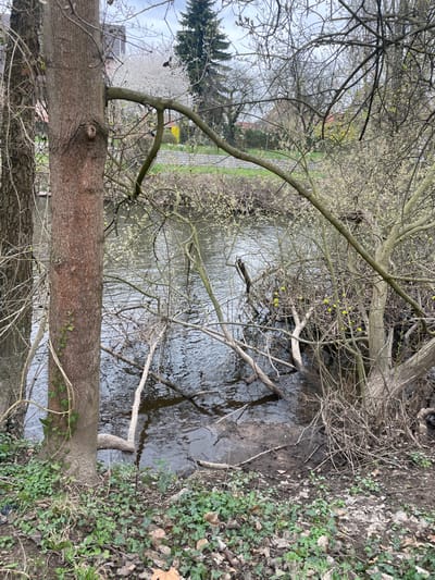 The image depicts a riparian zone in Holtzheim, France, under overcast conditions during what appears to be early spring. A body of water, likely a river or canal, flows horizontally through the mid-ground, exhibiting ripples on its surface and dark reflections. Its banks are densely vegetated.

On the left side of the foreground, a prominent tree trunk with rough, reddish-brown bark supports green ivy vines, next to a thinner tree. The ground adjacent to the water on this side is a mix of dirt, sparse green ground cover, and scattered dry leaves.

The water contains numerous fallen branches and woody debris, some partially submerged. The right bank is characterized by a thicket of deciduous trees and shrubs, many of which are bare but display small light green or yellow buds and catkins. Perched within these branches on the right side, directly above the water, is a brown avian specimen, consistent with a duck, facing towards the left.

In the background, beyond the water and vegetation, a low stone wall or barrier is visible, followed by a grassy embankment. Further in the distance, several residential-style buildings with light-colored walls and pitched red-tiled roofs are observed. A tall, dark green coniferous tree stands prominently among other leafless deciduous trees in the background, one of which exhibits white blossoms, another yellow. No human figures or specific manufactured objects are present in the immediate foreground or mid-ground.