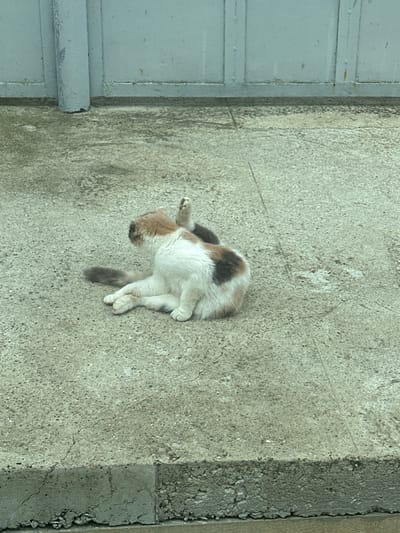 A calico cat with white, brown, and black patches sits on a textured concrete surface, facing away from the camera. Its legs are tucked beneath it, and one hind leg is raised in the air, bent at the knee. The cat's tail, which is grey and white striped, lies extended to its left. Behind the cat is a muted blue metal gate or wall, showing signs of wear and tear with some rust spots. The concrete ground is cracked in places, and a raised concrete curb runs along the bottom of the frame. The scene appears to be outdoors, possibly in a courtyard or alleyway.