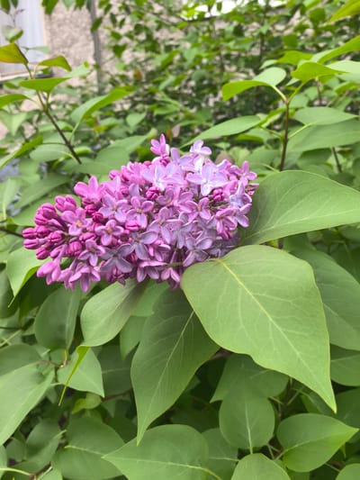 A close-up, outdoor shot focuses on a cluster of vibrant purple lilac blossoms surrounded by lush green leaves. The blossoms are tightly packed and show intricate details of their delicate petals. The background is softly blurred, suggesting a natural setting, likely a garden or park. The image appears to have been taken on a bright day, with natural light illuminating the flowers and foliage. The scene is peaceful and evocative of springtime.