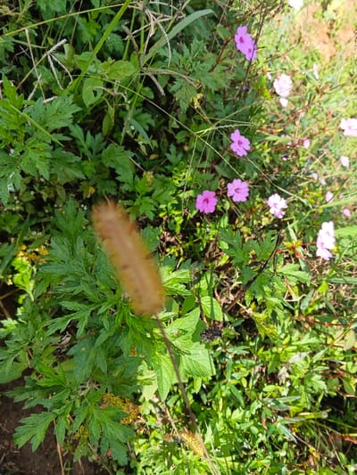 This image depicts a dense patch of mixed vegetation in Wenshan City, China. No individuals or discernible actions are present. The central foreground features a vertically oriented, blurred, light brown, fuzzy, cylindrical plant structure. Surrounding this are numerous green plants, primarily characterized by deeply lobed or dissected leaves. In the midground and background, multiple small, five-petaled flowers, predominantly pink or light purple, are visible, interspersed with various other green foliage and grasses, some exhibiting spiky seed heads. A cluster of dark, dried, berry-like objects is discernible in the lower-right midground. The environment is an overgrown outdoor area, illuminated by natural daylight.