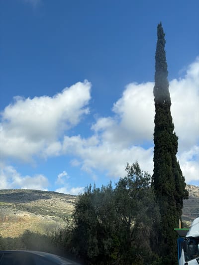 The image displays an outdoor scene under a clear blue sky with scattered white cumulus clouds. A tall, slender, dark green cypress tree stands prominently on the right side of the frame, extending from the lower portion to the top edge. To its left and slightly forward, a cluster of medium-sized, bushy green trees, consistent with olive trees, occupies the mid-ground. The background features a range of sunlit hills, characterized by light-colored rock formations and sparse green vegetation, extending across the horizon. In the bottom-left foreground, a dark, curved surface, likely part of a vehicle, is partially visible. On the bottom-right, a section of a white truck cabin is visible, situated adjacent to a partially obscured structure featuring green and blue elements, near the base of the cypress tree. The topography and vegetation are consistent with the natural environment found in the region of Karmiel, Israel.