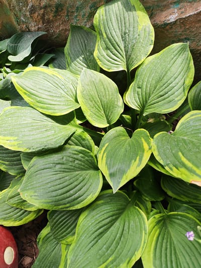 The image shows a close-up view of hosta plants with variegated green and yellow leaves. The plants are growing near a textured, possibly stone or concrete, wall. The ground beneath the plants is covered with mulch. In the lower left corner, a portion of a red decorative object with a white circle is visible. A tiny purple flower is also visible in the lower right portion of the image. The scene is outdoors and appears to be a garden or park setting. No people are present. The location is stated to be Krutinskiy, Russia.