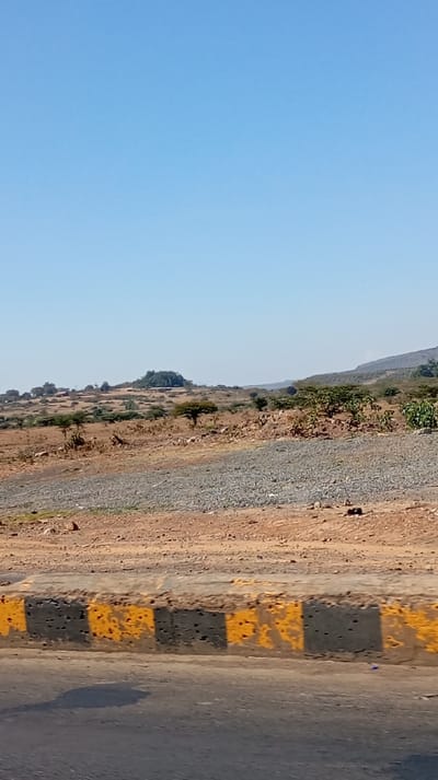 The image presents a wide, expansive view of a rural or semi-arid landscape under a clear, bright blue sky. The scene is dominated by natural terrain, with a clear separation between the sky, distant hills, midground, and an immediate foreground featuring a road and curb.
The upper portion of the image, roughly two-thirds, is filled with an unbroken, light blue sky, completely devoid of clouds. This suggests a sunny day with excellent visibility.
Towards the horizon, a series of undulating, low-lying hills or mountains stretch across the frame. Their distant appearance is somewhat hazy, blending softly into the sky. On the left side of the mid-distance, a more distinct, rounded hill rises, appearing to be densely covered with green vegetation or trees, contrasting with the generally drier landscape around it.
The midground is characterized by a mix of dry, reddish-brown earth and sparse vegetation. Numerous small trees and shrubs, many with scattered or light green foliage, are dotted across the landscape. The ground appears uneven, with patches of bare soil, rocks, and dried grasses. A prominent feature in the midground is a wide, horizontal strip of light grey gravel or small stones, possibly indicating a cleared area for construction, a path, or a dry riverbed.
In the immediate foreground, the edge of a paved road is visible, dark grey to black in color. Running parallel to the road is a concrete curb or barrier, which is painted with alternating black and yellow stripes. The paint on these stripes is significantly worn and faded, with areas where the grey concrete underneath is visible, suggesting age and exposure to the elements. A dark shadow, likely cast by the vehicle from which the photograph was taken, is visible on the road surface in the bottom left corner.
The overall impression is one of bright daylight, possibly midday, in an open, relatively untouched natural environment. There is no visible text in the image.