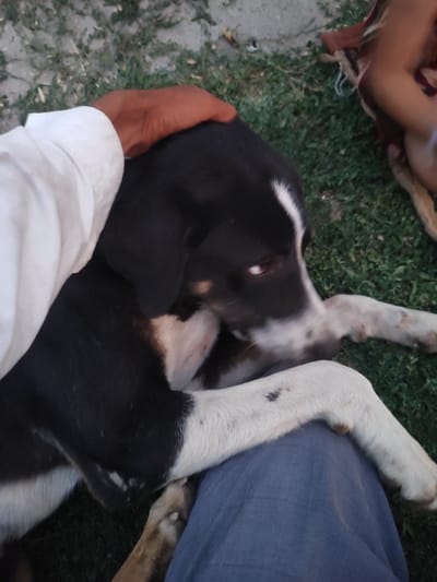 A medium shot image captures a domestic dog interacting with a person's leg outdoors, likely in Sultonobod, Tajikistan. The dog, predominantly black with white markings, rests its body on the person's lap, which is covered by blue denim trousers. One of the dog's front legs extends across the person's thigh. A human hand, with visible brown skin, is seen resting on the dog's back, and another person's torso, wearing patterned clothing, is partially visible in the background. The scene is set on a grassy area, with a scattering of small stones and dried plant material on the ground. The lighting suggests it is daytime.