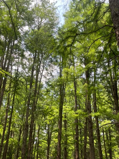 The image shows a dense canopy of trees, possibly cypress or redwood, with sunlight filtering through the leaves. The composition is an upward view from the base of the trees, emphasizing their height and the density of the overhead foliage. The trunks are vertical, and the branches create a complex network across the frame. The sky is visible in the gaps between the branches. The location, Xinghua, China, cannot be confirmed from the image itself.
