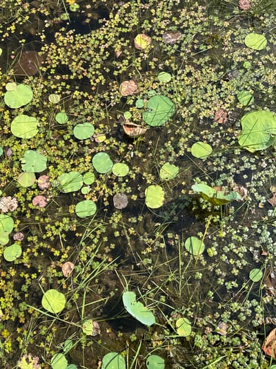 The image shows a close-up, overhead view of a body of dark, still water, likely a pond or slow-moving stream, covered with a dense carpet of small green aquatic plants and scattered, larger, round green lily pads. There are also a few dry, brown leaves and some thin strands of grass emerging from the water. The water itself is murky, with submerged vegetation visible beneath the surface. The scene is natural and appears undisturbed, with no signs of human activity or man-made structures. The location in Banteay Srei, Cambodia, suggests a rural or park-like setting where such aquatic flora would be common.
