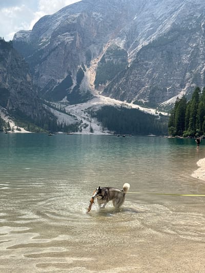 In this vertical, outdoor, daytime photograph, a gray and white husky dog plays in the shallow, clear water of a lake. The dog is in the foreground, on the right side of the frame, with its back to the camera. It is holding a stick in its mouth and appears to be shaking water from its fur. A yellow leash extends from its collar upwards and out of frame.

The lake has a sandy bottom visible through the water. In the mid-ground and left side of the frame, a body of water reflects the surrounding landscape. The far background is dominated by a majestic mountain range. The mountains are steep and rocky, with some areas showing patches of greenery. The sky is visible in the upper left corner, with some scattered clouds.

The scene appears serene and peaceful, with the natural beauty of the mountains and lake taking center stage. The time of day appears to be sunny, judging by the bright lighting and reflections on the water. The location is Prags - Braies, Italy, known for its stunning alpine scenery. There is no visible text in the image.