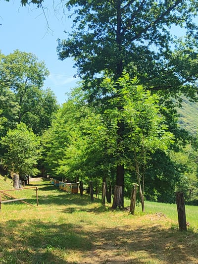 The image depicts a sunny day with lush green trees lining a grassy area. In the background, a row of colorful beehives is visible. A dirt path winds through the grass, leading towards the beehives. The scene appears to be in a rural setting, possibly a park or apiary. There are no people or animals present in the image. The overall atmosphere is peaceful and natural. The image does not provide any information about the city of Milanetto, Italy.