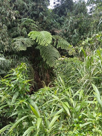 Lush green vegetation dominates the scene, featuring a large fern with intricate fronds in the upper center. Bamboo stalks and other leafy plants fill the background, creating a dense, layered effect. In the foreground, various grasses and shrubs with elongated leaves grow densely, partially obscuring the base of the fern. Overall, the composition suggests a wild, overgrown landscape.