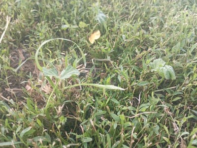 This media file depicts a close-up view of a grassy area, likely a lawn or field, in Inhulo-Kamianka, Ukraine. The ground is covered with a dense mix of green grass and some dry, brown stalks, suggesting a natural outdoor setting. Several small plants with delicate green leaves are interspersed throughout the grass. In the upper central part of the image, a single yellowed leaf lies on the ground, possibly indicating the presence of trees nearby or a change in season. The lighting suggests it might be daytime, with no strong shadows to indicate a specific time. There are no people or man-made objects visible, focusing the scene entirely on the natural elements of the ground cover. The overall impression is one of a simple, untouched patch of earth, capturing the texture and subtle variations within the vegetation.