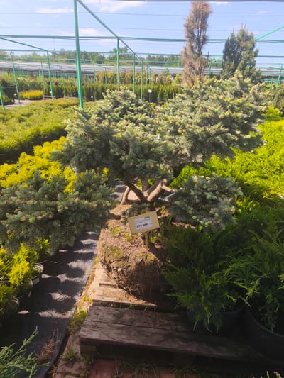 The image shows a plant nursery in Zimnyaya Gorka, Russia. A central, sculpted evergreen shrub with a price tag of 275,000 rubles is surrounded by other potted plants, including yellow and green shrubs. The plants are under a green metal frame, possibly a greenhouse structure, which is visible in the background. There are no people visible in the image.
