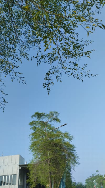 The image, taken in Trosobo, Indonesia, captures a clear blue sky as the dominant element. In the foreground, the branches of a leafy green tree extend downwards from the top of the frame, their foliage casting a slight shadow. Below this canopy, a tall, slender tree with lush green leaves stands prominently, its upper branches reaching towards the sky. A streetlamp is attached to one of its branches, angled towards the right. To the left of the tall tree, a portion of a modern building with a grey, ribbed facade and white-framed windows is visible. The lower right of the image shows more trees and foliage, suggesting a vegetated urban environment. There are no people or animals visible in the scene.