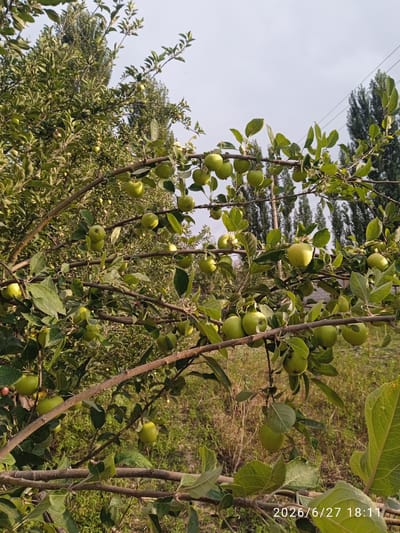 This media file depicts an apple orchard under a bright, overcast sky. The foreground is dominated by the branches of an apple tree laden with green apples. The apples are of varying sizes and are clustered in groups, some partially obscured by lush green leaves. The branches themselves are brown and rough, with smaller twigs extending outwards.
In the background, more apple trees and tall, slender trees with dark green foliage are visible, suggesting a densely planted orchard or grove. The ground beneath the trees is covered with dry, light brown grass and some green vegetation. The overall setting is rural and natural.
The image appears to be taken in the late afternoon or early evening, as indicated by the soft lighting and the timestamp in the bottom right corner. The timestamp reads "2026/6/27 18:11". The weather appears to be mild, with no harsh shadows, consistent with an overcast day.
There are no people or animals visible in the media file. The primary subjects are the apple trees and their fruit. The scene conveys a sense of natural abundance and the ongoing process of fruit growth. The location context of Kurganabad, Uzbekistan, suggests a warm climate suitable for apple cultivation. The image is a still photograph capturing a moment in the life of an orchard.
