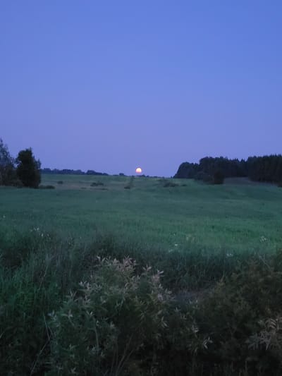 The image depicts a twilight landscape with a clear, deep blue sky. In the distance, a full moon, with an orange-pink hue, is visible just above the horizon, peeking over a treeline. The foreground and midground are dominated by rolling green fields, appearing lush and slightly uneven. To the left, a solitary, dark tree stands tall, silhouetted against the dim light. The far background is marked by a dense line of dark trees. In the immediate foreground, tall grasses and some leafy plants are visible, their colors muted by the low light. The scene is serene and natural, suggesting a rural or semi-rural setting, possibly on the outskirts of Saint-Alban, Canada, given the provided context. There are no people or specific human-made structures clearly identifiable in the image.
