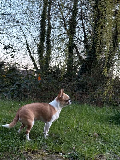 A medium-sized, short-haired dog, primarily tan with a white chest and neck, stands on its hind legs in a patch of green grass. The dog is looking upwards and appears to be reaching for something. To the left of the dog is a background of trees with bare branches and some early foliage. The location is Lauchhammer, Germany.