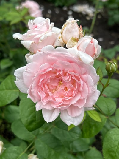 A close-up, overhead shot focuses on a cluster of pale pink roses with ruffled petals. The central rose is fully bloomed, revealing intricate layers of delicate pink. To its left and slightly behind, another rose is in bloom, its petals edged with white. Above and to the right, two rose buds are visible, one partially open and the other tightly closed. A single green rosebud with visible white striations is positioned on the right side of the frame, emerging from a stem with small green leaves. The background is a blur of dark green foliage and hints of darker soil. The image appears to be taken outdoors in a garden setting, possibly in Mount Royal, Canada, given the soft natural light and the presence of roses. There are no people or animals in the frame. The scene is static and serene, capturing the beauty of the blooming flowers.