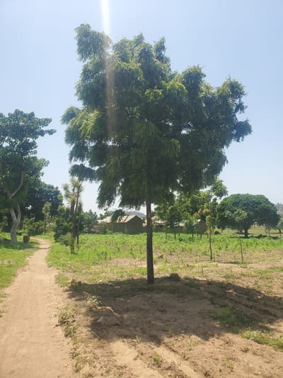 The image depicts a scene in Dawaki, Nigeria, under a bright, clear sky, suggesting midday. The dominant subject is a large, leafy green tree in the foreground, its branches extending across a significant portion of the frame. Sunlight filters through the leaves, creating dappled shadows on the dusty ground.
To the right of the tree, a dirt path winds through the landscape, bordered by lush green vegetation, likely crops, indicating an agricultural or rural setting. In the background, more trees and some simple structures are visible, hinting at a village or residential area. The overall atmosphere is peaceful and natural, with no people or specific activities clearly visible. The time of day is indicated by the strong sunlight and the shadows cast. The location cues, such as the type of vegetation and the style of the structures, along with the explicit mention of Dawaki, Nigeria, ground the scene in a specific geographical context. There is no visible text within the image.