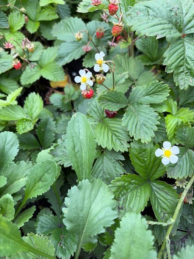 The image shows a close-up, overhead view of wild strawberry plants growing outdoors in a natural setting, likely a garden or park in Lyambir', Russia. The plants have numerous green leaves, some of which show signs of damage or disease. Several small, white flowers with yellow centers are visible, along with ripe red strawberries and some that are still green and developing. The lighting suggests it is daytime, and the overall scene depicts a cluster of these plants without any human presence or discernible man-made structures.