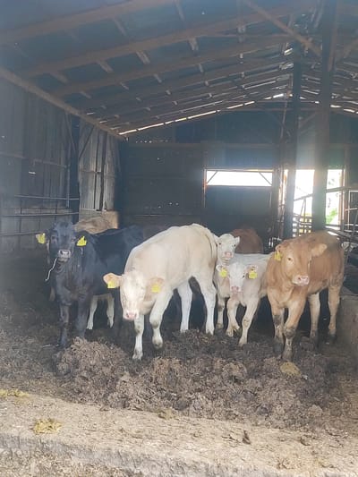 In Egnatia Municipal Unit, Greece, inside a rustic barn with a corrugated metal roof and walls, six calves are gathered on a muddy, soiled floor. The barn appears open at the front, allowing natural light to enter. A dark-colored calf stands in the foreground on the left, facing the camera with a piece of straw in its mouth and a yellow tag on its ear. To its right is a light-colored calf, also with a yellow tag. Behind them, another light-colored calf is visible, followed by a lighter-colored calf and then a brown calf on the far right, looking towards the camera. The floor is covered in a thick layer of mud and manure. The overall impression is of a working farm environment.