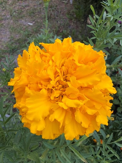 This is a close-up, overhead shot of a bright yellow marigold flower in bloom. The flower is large and fully open, with numerous ruffled petals creating a dense, textured center. The petals are a vibrant, uniform yellow with some subtle variations in shading and creases. The background is filled with green foliage and hints of brown earth, suggesting an outdoor garden setting. The lighting appears to be natural daylight, casting soft shadows and highlighting the flower's texture. There are no people or specific events depicted. The overall mood is one of natural beauty and the vibrancy of a summer garden. The location is identified as Vikulovo, Russia.