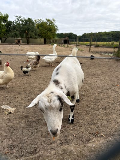 This image depicts a farmyard scene in Melick, Netherlands, featuring a variety of farm animals and a pastoral landscape. In the foreground, a black and white spotted goat is the primary subject, positioned close to the camera and facing downwards, with its head tilted to the right. The goat has large ears and a rough texture to its fur. Behind the goat, several chickens and at least one white goose are visible. The ground is covered in dry soil with scattered leaves and small twigs. A thin wire fence runs horizontally across the image, partially obscuring some of the animals. In the background, trees with green foliage line the perimeter of the farm, and a wooden fence encloses a field. The sky is overcast with a cloudy, pale grey hue. There are no people present in the image.