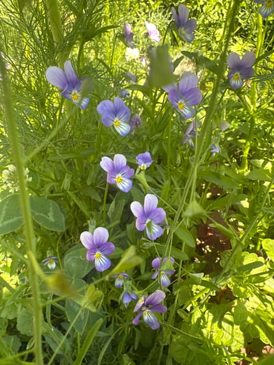This is a close-up, low-angle photograph of wild violets (Viola) growing in a sunlit, natural environment, likely a meadow or garden. The flowers are primarily purple and lavender with yellow and white markings on their petals. They are surrounded by lush green foliage, including feathery dill-like plants and broader leaves, suggesting a natural, untamed setting. The lighting is bright and dappled, indicating it was taken during daylight hours. There are no people or man-made objects visible in the image. The image is static and depicts a segment of flora. The location is identified as Novoyeniseyka, Russia.