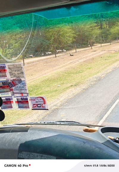 The image depicts a rural roadside scene in Malewa West ward, Kenya, captured from the interior of a vehicle. A prominent crack is visible in the upper-left of the vehicle's windshield. Several regulatory or insurance stickers, including those for "APA Insurance," "AM Insurance Brokers Ltd.," and "ATLTER DGL," are affixed to the lower-left interior of the windshield. The vehicle's dark-colored dashboard occupies the bottom portion of the frame, with wiper blades visible at the base of the windshield. A light brown, possibly wooden, object rests on the right side of the dashboard. Outside the vehicle, a paved road is visible on the right, bordered by a dirt and grass shoulder. Beyond this, a rudimentary fence constructed of wooden posts and wire runs parallel to the road. Approximately 10 to 15 white goats are distributed across the dry, grassy terrain behind the fence. A sparse treeline with light green foliage forms the background. No human figures are visible.