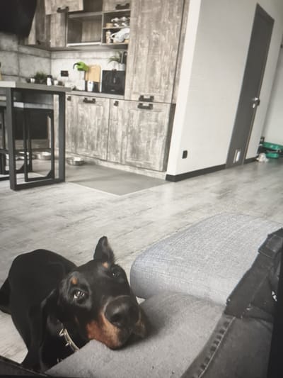 The image shows a black Doberman dog lying on a grey couch in what appears to be a modern apartment. The dog is in the foreground, with its head resting on the couch. In the background, there is a kitchen area with grey cabinets and a countertop. There is also a doorway to another room. The floor is made of grey tiles. The scene is lit by artificial light, creating a soft, ambient glow. The location is not specified, and it is not possible to determine if the scene is in Kiev, Russia.