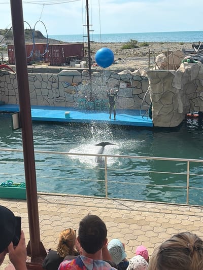 This image captures an outdoor dolphin show in Bol'shoi Utrish, Russia, with the Black Sea visible in the background under a clear sky. In the mid-ground, a dark-colored dolphin is mid-jump, creating a large white splash and numerous glittering water droplets, primarily visible on its dorsal side and surrounding area. To the left of the splash, a trainer in a black and neon green wetsuit stands on a blue platform elevated slightly above the water, with arms raised. Above the trainer and the splashing water, a large, inflated bright blue spherical ball is suspended by cables. The pool area is bordered by artificial rock formations painted in shades of grey and beige, designed to resemble natural cliffs. On one of these formations to the right, a plush green turtle toy is positioned. A metal railing separates the audience from the performance area. In the immediate foreground, the backs of several spectators are visible, positioned on a paved area with scallop-shaped tiles. A person on the far left holds a dark smartphone, seemingly recording. Other spectators include a woman with blonde hair tied back and individuals wearing head coverings like a light blue bandana, a pink hat, and a white-and-black patterned hat. A thick brown vertical pole partially obstructs the left side of the view. In the background, beyond the dolphinarium structures, a rocky, sparse coastline extends towards the horizon, where the calm, light blue Black Sea meets the horizon under a clear sky. Several large, rust-colored shipping containers marked with "tex" are visible on the land behind the dolphinarium, and blue hoop structures are suspended above them.