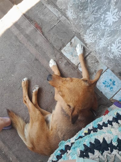 The image depicts a medium-sized, light brown dog lying on its side on a grey mat. The dog is positioned in the center of the frame, with its head tilted back. Its paws are extended, and some of them have white tips. To the left of the dog, a sliver of a person's foot wearing a purple sandal is visible. To the right of the dog, a colorful rag rug with black, white, and blue patterns is present. The background consists of concrete tiles with a floral pattern and some scattered debris. The scene appears to be an outdoor area, possibly a courtyard or porch, given the presence of natural light and rough flooring. The location is identified as Kypiachka, Ukraine.