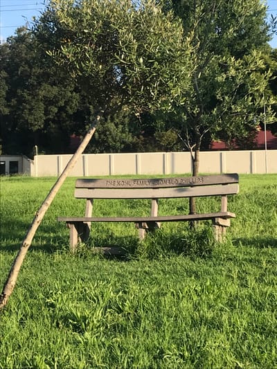 This image, taken in Germiston, South Africa, presents a tranquil outdoor scene under bright, sunny conditions during daytime. A sturdy wooden park bench is prominently positioned in the center, resting on lush green grass. The backrest of the bench features a clear inscription that reads: "THE KOHL FAMILY - RONALD PHILLIPS".
To the left of the bench, a mature tree with abundant light green, narrow leaves stands tall, possibly an olive tree, providing some shade. A long, thin wooden stick or branch lies diagonally across the grassy foreground, stretching from the lower left towards the bench. In the background, a light-colored, possibly cream or white, fence or wall runs horizontally, separating the immediate grassy area from other trees and what appears to be a building structure further back. The overall impression is one of a peaceful, well-maintained public space or private garden. No people or specific activities are depicted, giving the scene a static and contemplative quality.