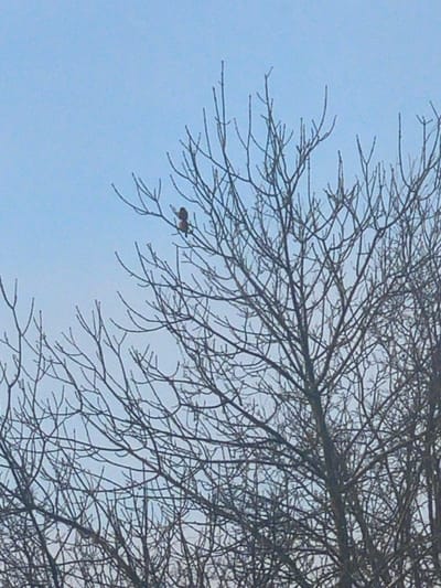 The image captures a bare deciduous tree against a light blue sky in Syasstroy, Russia. A single bird, exhibiting reddish-brown and darker plumage, is perched on one of the upper-left branches. The tree's intricate network of defoliated branches occupies the central and right portions of the frame, extending upwards and outwards. The sky is uniformly clear and light blue, serving as the background. No other people, subjects, objects, or interactions are visible within the scene.