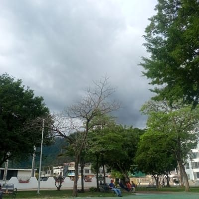 In El Limon, Venezuela, a cloudy sky looms over a park scene. Several people are seated on park benches, some conversing while others appear relaxed. A lone cyclist is visible in the background, moving through the park. Lush green trees with dense foliage dominate the foreground and midground, contrasting with a bare, leafless tree that stands out in the center of the image. In the distance, buildings and a mountain range are partially obscured by the trees and the overcast sky. A white decorative wall with a black metal fence runs along the edge of the park, separating it from the buildings. The ground is covered in grass, with some paved areas and pathways.