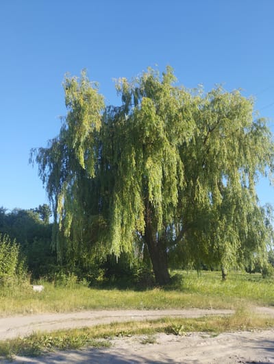 A large, mature weeping willow tree dominates the center of this outdoor photograph, its long, slender branches cascading downwards like a green curtain. The tree is set against a clear, vibrant blue sky, suggesting a sunny day. Sunlight dapples through the leaves, highlighting their green and yellow hues. To the left of the willow, a dense line of green foliage forms a backdrop, with the tops of other trees visible.
In the foreground, a dirt road or path winds its way across the lower part of the image. The path is light brown and appears to be made of packed earth and gravel, with some dry grasses and weeds growing along its edges and in patches. The overall setting is rural or semi-rural, with a sense of open space.
The time of day appears to be midday or early afternoon, given the bright sunlight and the clear blue sky. There are no people or animals visible in the frame. The mood is peaceful and serene, emphasizing the natural beauty of the landscape. The image was taken in Hnivan, Ukraine. There is no visible text in the image.
