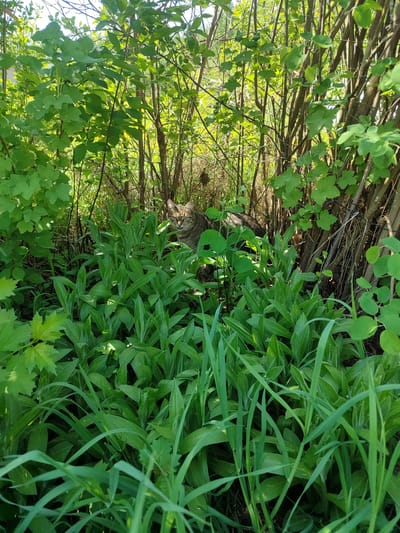 The image depicts a tabby cat partially hidden within lush green vegetation. The vegetation is comprised of a variety of plants, including tall grasses and broad-leafed plants resembling wild garlic or lily-of-the-valley. Behind the cat and vegetation are multiple thin tree trunks and branches. The overall scene suggests a natural, perhaps overgrown, environment. Although the prompt mentions the city of Sovetsko-Nikol'skoe, Russia, no elements in the image explicitly confirm that location.