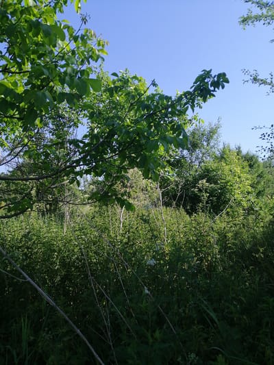 This is a landscape photograph of a dense, green forest under a clear blue sky. The sun is high in the sky, suggesting it is daytime, likely midday or early afternoon. The lighting indicates fair weather.

In the foreground, the leaves and branches of a deciduous tree are prominent, casting shadows and partially obscuring the view into the deeper forest. The leaves are a vibrant green, indicating a healthy, thriving environment. The tree is positioned in the left half of the frame and extends upwards.

Behind the foreground tree, the scene opens up to a dense undergrowth of various green plants, grasses, and possibly weeds. Many tall, dry, straw-like stalks are interspersed within the green foliage, adding texture and visual interest to the scene. Some smaller white flowers are visible in the undergrowth, possibly adding a touch of delicate detail to the wilder setting.

Further into the background, the forest continues with more trees and foliage, creating a sense of depth and density. The overall impression is one of a lush, natural environment. The location is identified as Lanivtsi, Ukraine. There is no visible text in the image. The mood conveyed is peaceful and natural, with the vibrant greenery and clear sky suggesting a pleasant day.