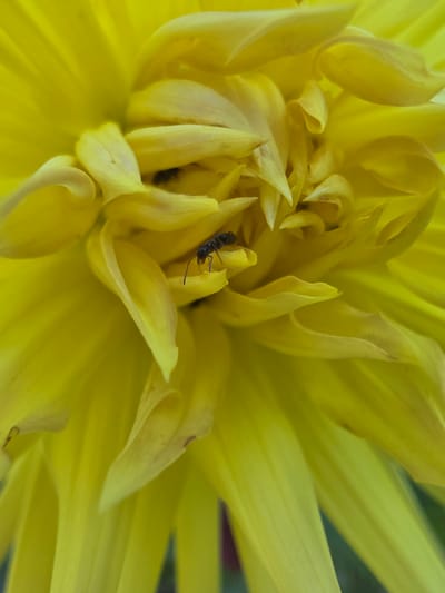 The image is a close-up, macro shot of a bright yellow dahlia flower. The focus is on the intricate center of the bloom, where the petals curl and overlap, creating a textured landscape of yellow. A small, dark ant is visible in the center of the flower, perched on a petal and appearing to explore the bloom. The background is a soft blur of green, suggesting an outdoor setting. The lighting appears to be natural, possibly daylight, with a soft illumination that highlights the texture of the petals without harsh shadows. The image conveys a sense of delicate natural beauty and the micro-world of insects interacting with flora. There is no visible text in the image.
