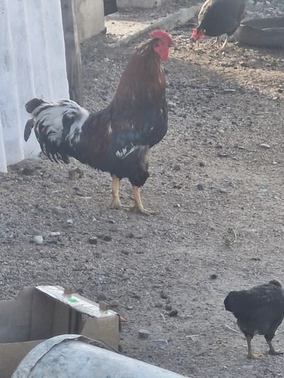 The image shows several chickens outdoors on a rough, gravelly ground. In the foreground, a rooster with brown, black, and white plumage is standing, with its body turned away from the camera. Its head is red and it has yellow legs. To the left and behind the rooster, another chicken, predominantly black with some white on its chest, is pecking at the ground. Further in the background, another black chicken is visible, lying on its side with its legs extended. The scene appears to be in a rural or semi-rural area, possibly a farmyard. The lighting suggests it is daytime, with sunlight casting shadows. There is no visible text in the image. The location is identified as Қонысбай, Kazakhstan.