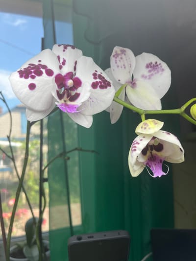 This image depicts a close-up of a white orchid with purple spots, positioned in front of a window. The background is blurred, showing a green curtain and a hint of a building with a blue sky through the window. The orchid is the primary subject, with its delicate petals and intricate center clearly visible. There are no people or animals in the image. The overall setting appears to be indoors, likely a home or office, with the window suggesting a view of the outdoors. The location of Seredivka, Ukraine, is an extraneous detail not evident from the visual information presented in the image.