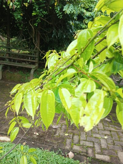The image depicts a lush, green natural scene, likely within a park or garden in Bijanwada, India. The foreground and mid-ground are dominated by the vibrant, light green leaves and slender stems of a climbing plant, possibly a vine. Many of these leaves display visible water droplets, suggesting recent rain or heavy dew, contributing to a fresh and moist atmosphere. The foliage appears healthy and dense.
In the background, a dark wooden park bench with metal supports is partially visible, nestled beneath a canopy of darker green trees and shrubs. The trees have a somewhat wild appearance with visible intertwining branches and hanging vines. The ground features a paved pathway composed of rectangular bricks or stones, interspersed with patches of grass and some moss growth. The lighting is soft and diffused, indicating either an overcast day or a time like early morning or late afternoon, without harsh shadows. There are no people visible in the image, nor any discernible text. The scene evokes a sense of tranquility and abundant natural beauty.
