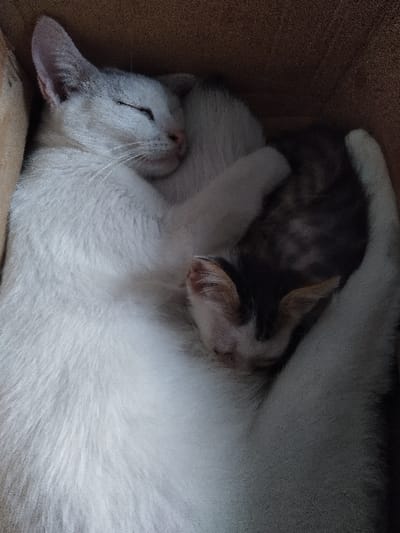 Two felines, an adult cat and a kitten, are observed sleeping within a brown, box-like enclosure in Yellowknife, Canada. The adult cat is predominantly white with grey facial and ear markings, positioned on its left side with eyes closed. Its left foreleg is draped over the smaller, dark-furred kitten, which displays faint tabby patterns and is nestled against the adult's ventral area, also with closed eyes. The scene is dimly lit, revealing the rough, fibrous texture of the enclosure's interior walls.