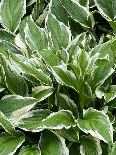 This media file is a close-up, overhead shot of a dense planting of hosta plants. The hostas have variegated leaves, with a mix of green and white coloring. Many of the leaves are slightly curled and layered, creating a textured appearance. Small water droplets are visible on the surface of the leaves, indicating that the plants are either wet from rain or have been recently watered. The background is dark and appears to be other hosta plants or foliage, providing a natural, garden setting. There is no visible text. The overall impression is one of lush, verdant growth, possibly after a rainfall in the morning or afternoon, given the natural lighting. The setting is likely a garden in Pointe-Claire, Canada.
