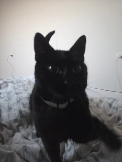 A black feline, wearing a light-colored collar, is centrally positioned and faces directly towards the viewer. The animal is seated on a textured, grey or light-colored blanket or bedspread. Its eyes exhibit distinct light reflections. The background consists of a plain white wall. An electrical outlet with a thin, dark cord plugged in and hanging downwards is visible on the left side of the wall. Another electrical outlet or fixture is present on the right side of the wall. The image exhibits a limited depth of field, resulting in slight blurring of the subject and background elements. There are no discernible visual cues within the image to indicate its specific location within the city of Eeklo, Belgium.