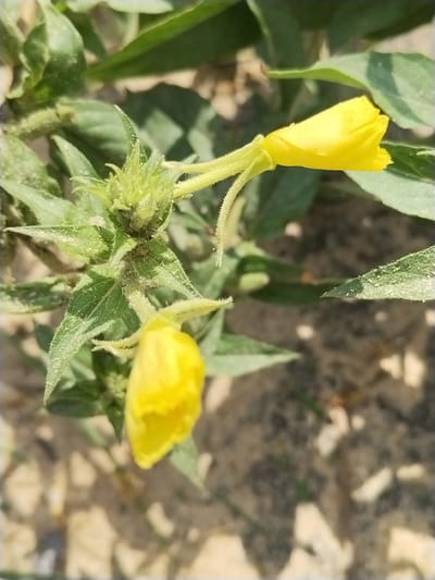 Two yellow flowers on a green plant are depicted in an outdoor setting. The flowers are elongated and trumpet-shaped. The plant has green leaves that are fuzzy and have a light green hue. The background is out of focus and shows a sandy or gravelly surface with some scattered debris. The image appears to have been taken in daylight. The location is specified as Гожскі сельскі Савет, Belarus.