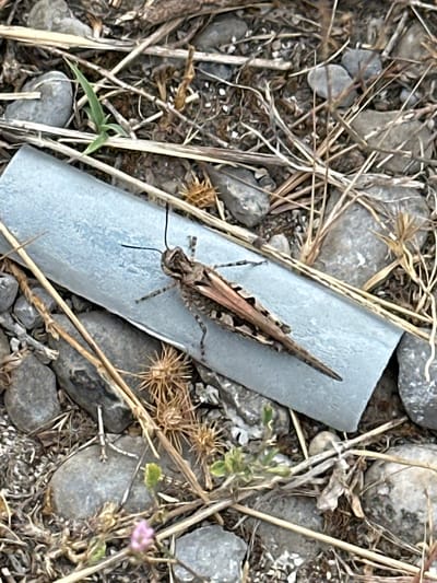 A grasshopper, camouflaged to blend with its dry, rocky surroundings, rests on a piece of light blue, metallic material. The ground is covered in small gray stones, dry straw-like vegetation, and a few green sprouts. A tiny pink flower is visible in the lower left portion of the image. The scene suggests an outdoor environment, possibly a neglected area within or on the outskirts of Golubovci, Montenegro. The grasshopper's brown and tan coloration provides excellent camouflage against the debris.