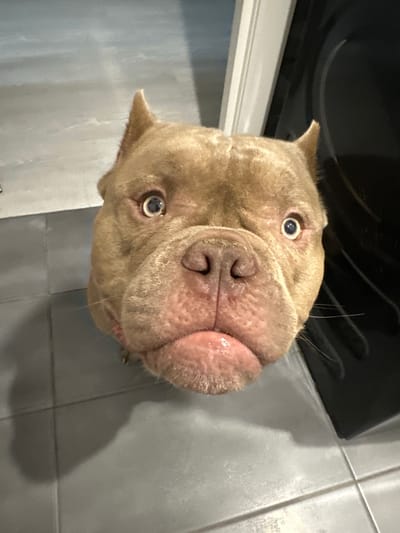 A close-up, head-on shot captures a fawn-colored dog with large, expressive eyes and a wrinkled snout looking directly at the camera. The dog's ears are pointed upwards. The background is indistinct, with a dark, vertical object on the right and a grey tiled floor that appears to be in a kitchen or utility area. There is no indication of the city of Солнечный, Russia, within the image itself.