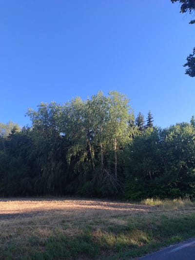 The image depicts an outdoor scene in Čížová, Czechia, under a clear blue sky. In the foreground, a dry, mown field with patches of green grass stretches across the bottom of the frame, bordered by a dark asphalt road on the right. Behind the field, a dense line of trees forms a natural boundary. The trees vary in height and species, with lighter green, leafy deciduous trees in the center, interspersed with darker, coniferous trees towards the right. Sunlight casts warm highlights on the field and the upper portions of the trees, suggesting it is late afternoon or early morning. No people or animals are visible in the scene.