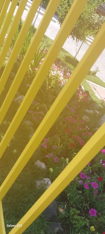 A low-angle, close-up shot captures a garden bed filled with blooming pink and purple petunias, as well as some red and yellow flowers. The flowers are interspersed with green foliage and several gray rocks. The garden is partially obscured by bright yellow, diagonal bars, which appear to be part of a fence or railing. In the background, a paved walkway and green grass are visible, with a small tree and more foliage further back. The overall scene suggests an outdoor setting, possibly a park or residential garden, located in Armavir, Armenia. The lighting indicates it is daytime, with a slight golden hue across the image, potentially due to sunlight filtering through the yellow bars or a camera filter. The bottom left corner of the image displays "Galaxy A23" text, indicating the device used for capture. There are no people or animals present in the image.