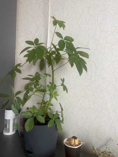 The image depicts an indoor scene, likely a domestic setting, with a focus on a potted green plant. The plant is a Schefflera, commonly known as an umbrella tree, with multiple stems and palmate leaves. It is housed in a dark gray pot with a self-watering reservoir. To the left of the plant, a white humidifier with a clear water tank is visible. Behind the plant and humidifier, a textured, off-white wallpaper covers the wall, with a subtle pattern resembling cracks or veins. To the right of the plant, a partially visible avocado seed, suspended by toothpicks over a dark paper cup, sits on a surface. Further to the right, a small succulent plant with reddish-green leaves is partially visible. The scene is lit by an unseen light source, casting soft shadows. The image does not contain any identifiable landmarks or elements that would indicate its specific location within the city of Pskov, Russia.